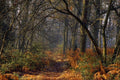 680033 Ashdown Forest A4 Photo Print