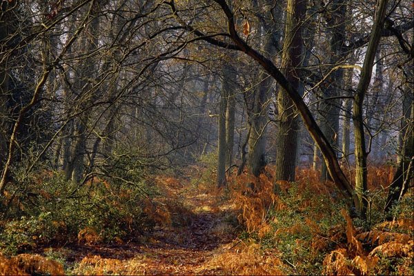 680033 Ashdown Forest A4 Photo Print