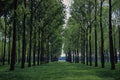 680034 Canadian Poplar, Populus Canadensis A4 Photo Print