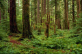 680035 Carpet Of Sword Ferns Among Old Timber A4 Photo Print