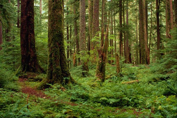 680035 Carpet Of Sword Ferns Among Old Timber A4 Photo Print