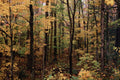 680036 Fall Foliage, Kangamus Highway, New Hampshire A4 Photo Print