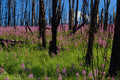 680037 Prairie Wildflower, Fireweed Growing In Forest Burn A4 Photo Print