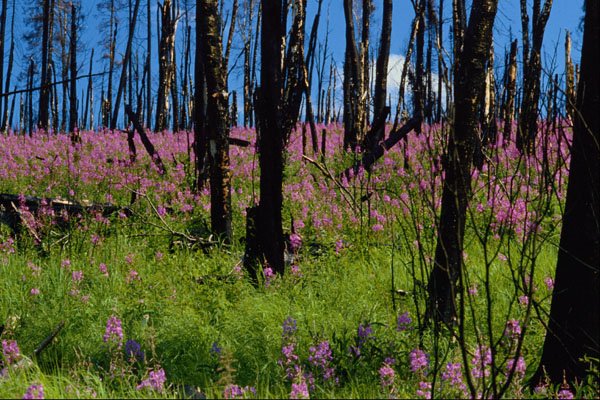 680037 Prairie Wildflower, Fireweed Growing In Forest Burn A4 Photo Print