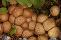 680039 Lycoperdon Auranticum A4 Photo Print
