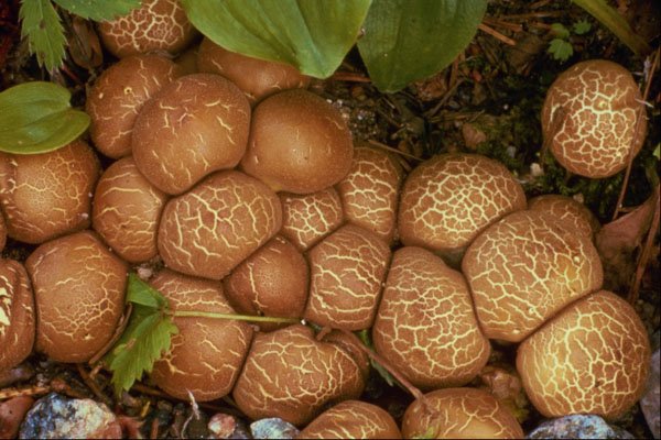 680039 Lycoperdon Auranticum A4 Photo Print