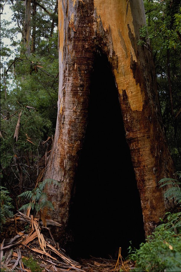 680040 Carrie Tree, Western Australia A4 Photo Print