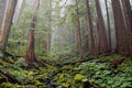 680041 Tree Stretch Skyward In Morning Rains, Washington State, U.S.A. A4 Photo Print