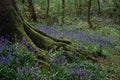 680042 Bluebells, Blicking, Norfolk A4 Photo Print
