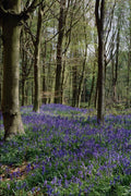 680043 Bluebells, Blicking Park, Blicking, Norfolk A4 Photo Print