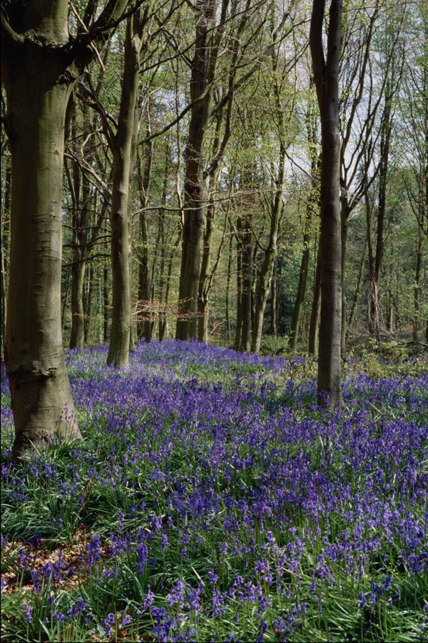 680043 Bluebells, Blicking Park, Blicking, Norfolk A4 Photo Print