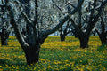 680044 Old Orchard A4 Photo Print