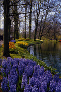 680045 Keukenhof Gardens, Lisse, Netherlands A4 Photo Print