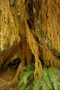 680047 Buttressed Tree Roots A4 Photo Print