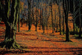 680048 Autumn Light A4 Photo Print