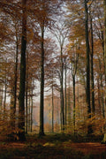 680050 Forest A4 Photo Print