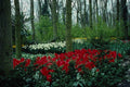 680052 Keukenhof Gardens, Lisse, Netherlands A4 Photo Print