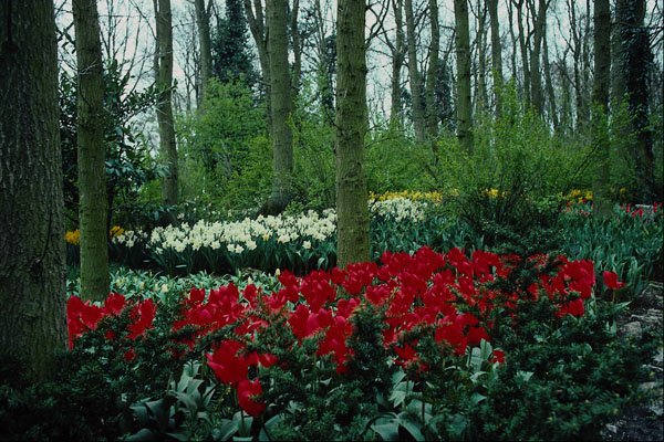 680052 Keukenhof Gardens, Lisse, Netherlands A4 Photo Print