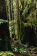 680055 Rain Forest, Tofino, British Columbia A4 Photo Print