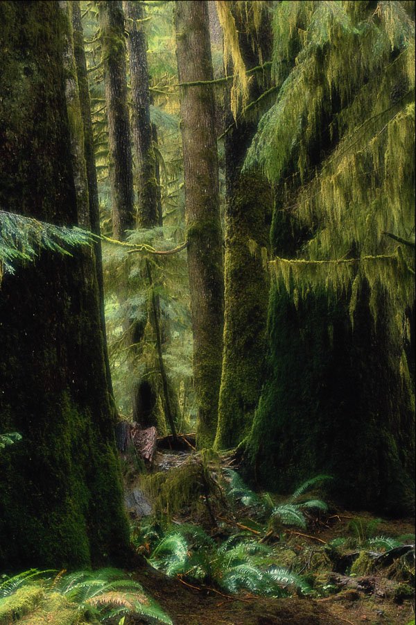 680055 Rain Forest, Tofino, British Columbia A4 Photo Print