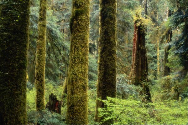 680056 Rain Forest, Tofino, British Columbia A4 Photo Print