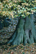 680057 Large Tree Root, Yorkshire, England A4 Photo Print