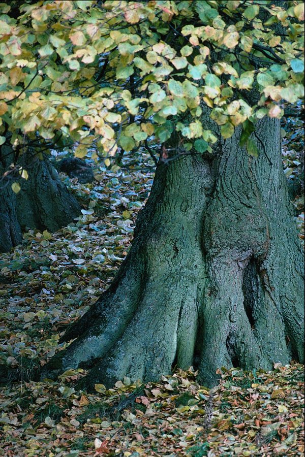680057 Large Tree Root, Yorkshire, England A4 Photo Print