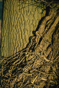 680058 Ivy On Oak, Leicestershire, England A4 Photo Print