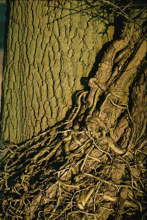 680058 Ivy On Oak, Leicestershire, England A4 Photo Print