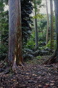 680059 Painted Bark Eucalyptus, Maui, Hawaii A4 Photo Print