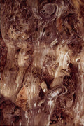 680061 Bark stripped Tree A4 Photo Print