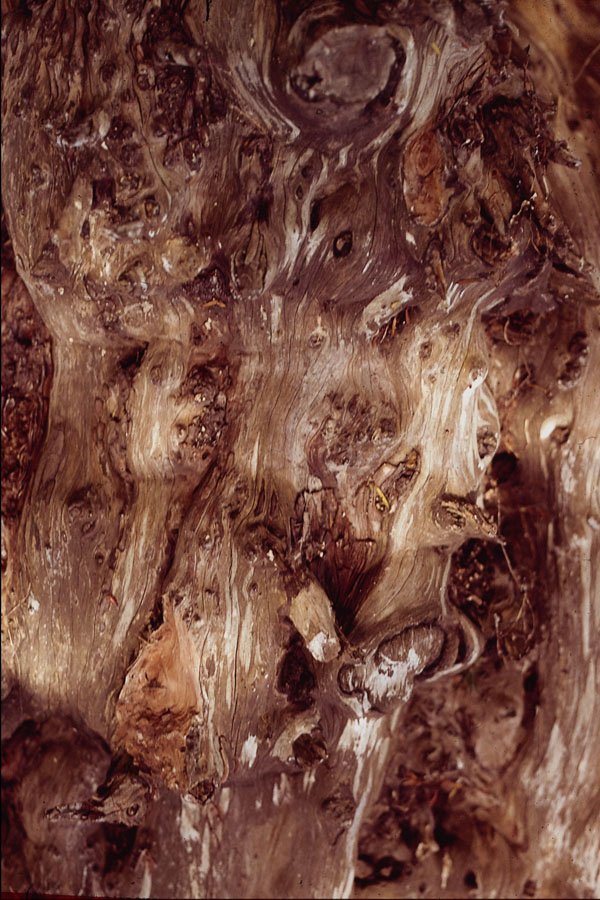 680061 Bark stripped Tree A4 Photo Print