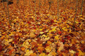 680063 Maple Forest, Gatineau Park, Quebec, Canada A4 Photo Print