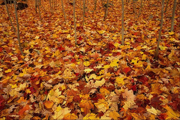 680063 Maple Forest, Gatineau Park, Quebec, Canada A4 Photo Print