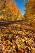 680064 Maple Leaves And Fortune Parkway, Gatineau Park, Quebec A4 Photo Print