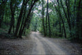 680066 Road To Granville Campground, Off US 191, Arizona A4 Photo Print