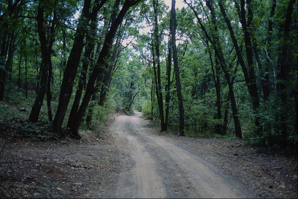 680066 Road To Granville Campground, Off US 191, Arizona A4 Photo Print