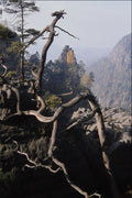 680068 A Tree Root With Rocky Valley Behind, Czech Republic A4 Photo Print