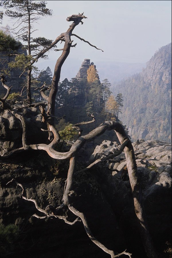 680068 A Tree Root With Rocky Valley Behind, Czech Republic A4 Photo Print