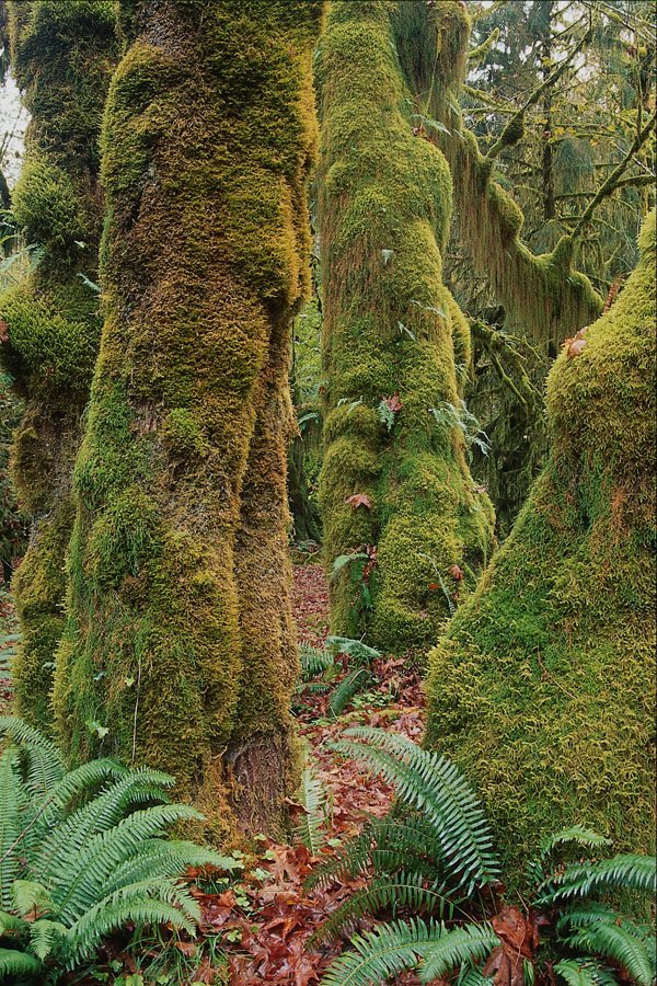 680069 Hoh Rain Forest, Olympic National Park, Washington A4 Photo Print