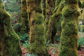 680070 Hoh Rain Forest, Olympic National Park, Washington A4 Photo Print