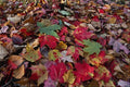 680073 Maple Tree Leaves On Ground In O'Dell Park, New Brunswick A4 Photo Print