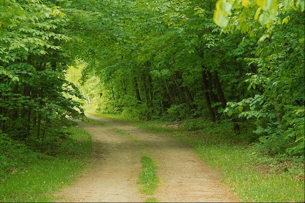 680074 Road Of The Opeonga Trail, Ontario A4 Photo Print