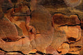 680075 Tree Bark Background A4 Photo Print