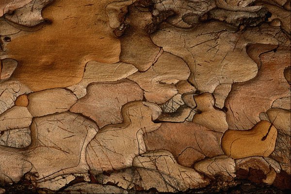 680076 Pine Bark A4 Photo Print