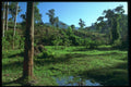 680079 Forest Landscape A4 Photo Print