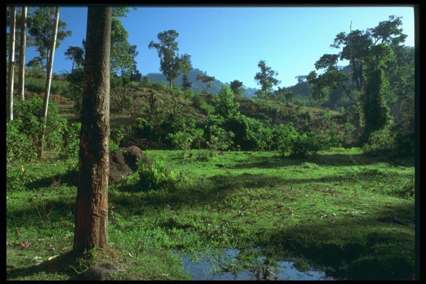 680079 Forest Landscape A4 Photo Print