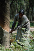 680081 Rubber Tapper At Work Near Ipoh, Malaysia A4 Photo Print