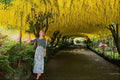 680082 Laburnum Arch, Bodnant Garden A4 Photo Print