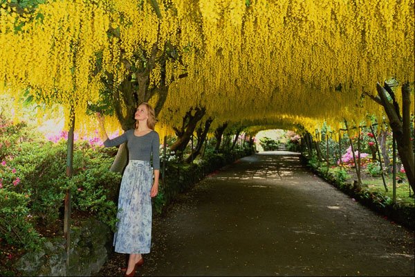 680082 Laburnum Arch, Bodnant Garden A4 Photo Print